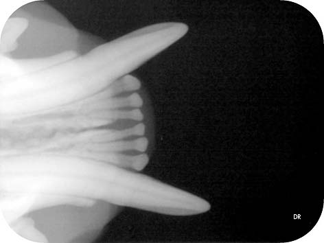 Digital xray of a cat's mouth