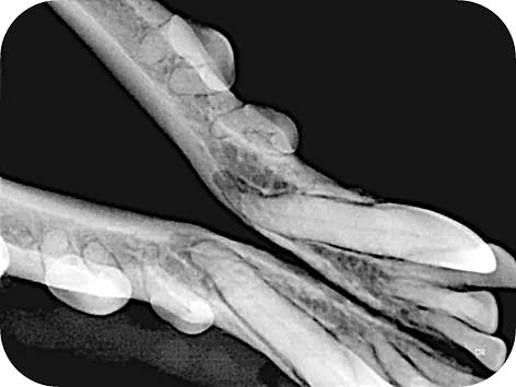 Dental imaging sample