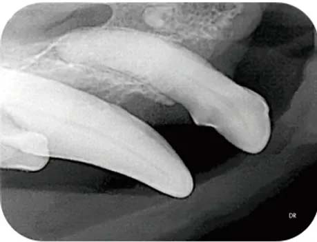 Dental xray of a dog's mouth